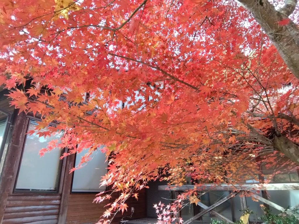 A5349F99579DFEFB69026B943ACE0027A28E0021